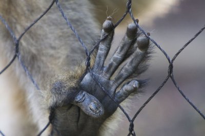 Gibbon Foot