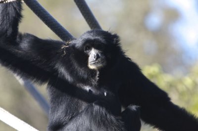 Siamang (that reminds me of my grandpa)