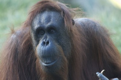 Orangutan