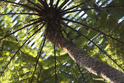 Looking up in the Botanical Garden