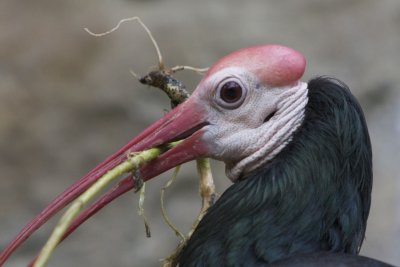 Nest Building