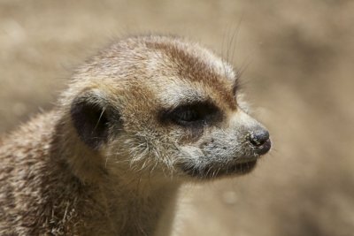 Meerkat