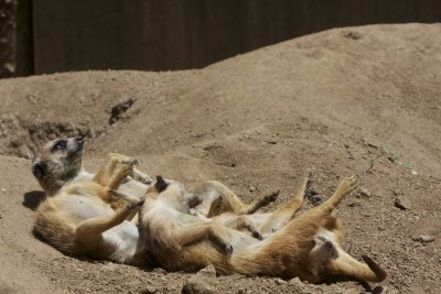 Meerkat Wrestlemania!