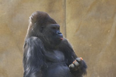 Stout Gorilla