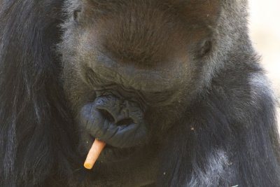 Nom Carrot Good...