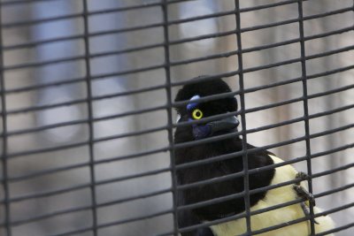 Peeping Tom