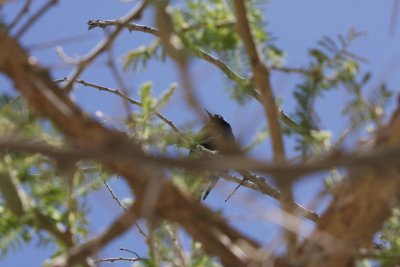 Perched