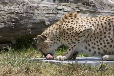 Afternoon Snack