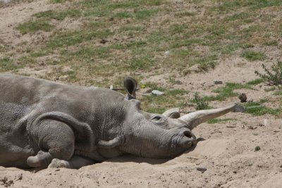 White Rhino