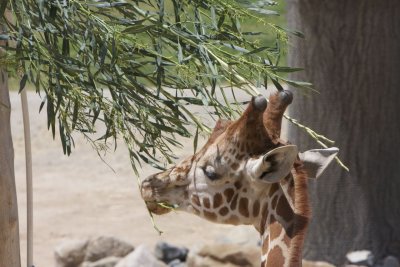 Giraffe Snacking
