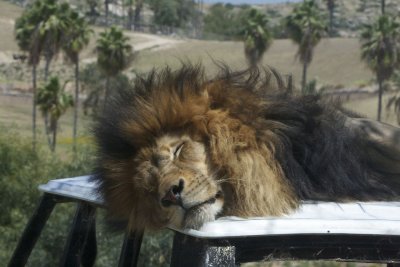 Just Taking a Nap...
