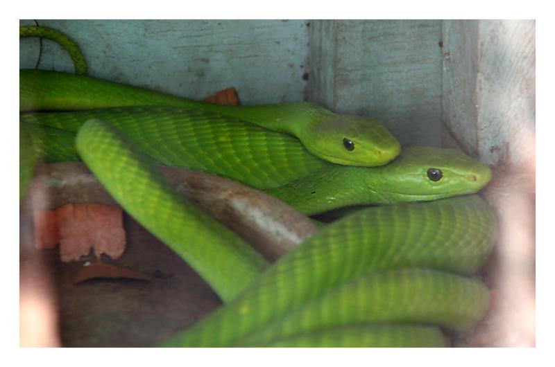 green Mamba