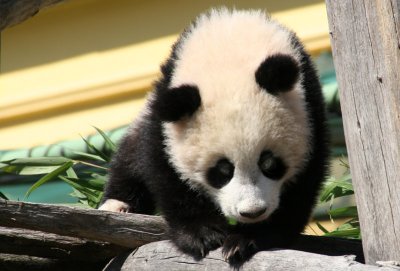 Fu Long, the little Panda boy
