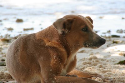 Dogs on the beach  - La Digue