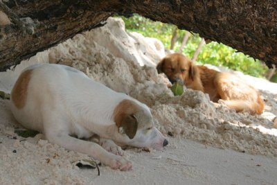 Dogs on the beach  - La Digue