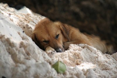 Dogs on the beach  - La Digue