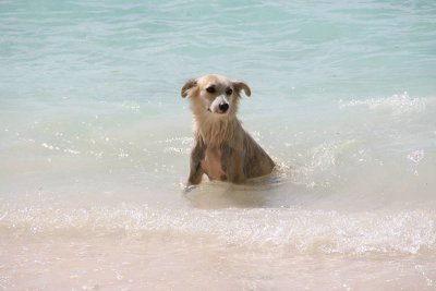 Dogs on the beach  - La Digue