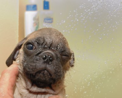 Otto Gets His First Bath