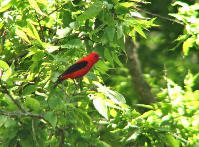scarlet_tanager