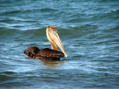 12-12-09 brown pelican.jpg
