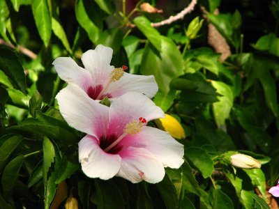 12-12-09 hibiscus.jpg