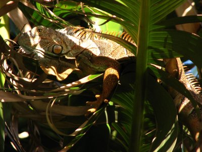 12-12-09 iguana2.jpg