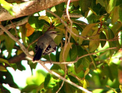 12-12-09 tropical mockingbird.jpg