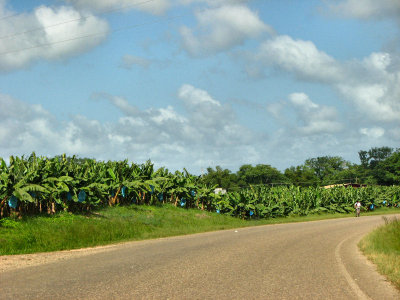 12-13-09 banana farm.jpg