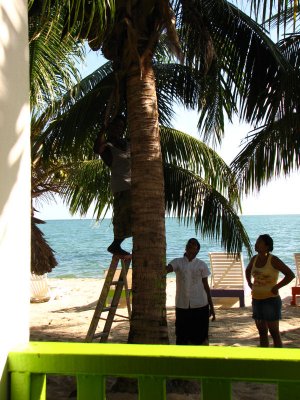 12-13-09 coconut retrieval at cabana.jpg