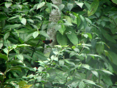 12-13-09 crimson collared tanager.jpg