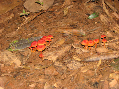 12-13-09 fungi on trail at cockscomb basin.jpg