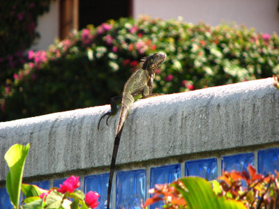 12-13-09 iguana.jpg