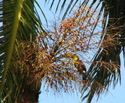 12-13-09 keel billed toucan.jpg