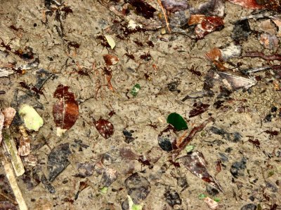 12-13-09 leaf cutter ants.jpg