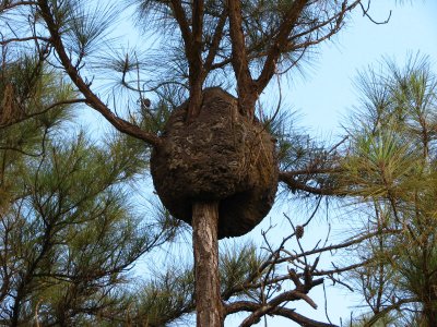 12-13-09 termite nest.jpg