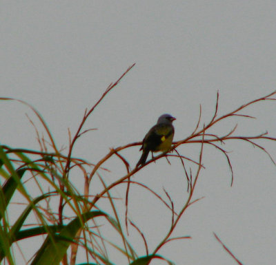 12-13-09 yellow-winged tanager.jpg