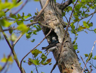 05-08-05 tree swallows.jpg