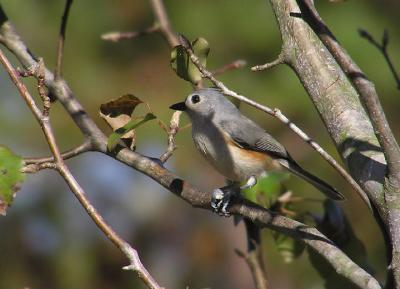 tuftedtitmouse