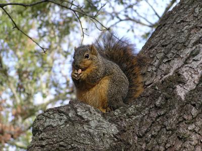 12-09-05 fox squirrel1.jpg