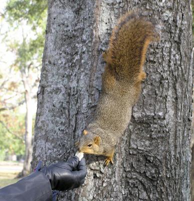 12-09-05 scotty with squirrel2.jpg