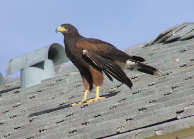 12-27-05 lifer harris hawk1.jpg
