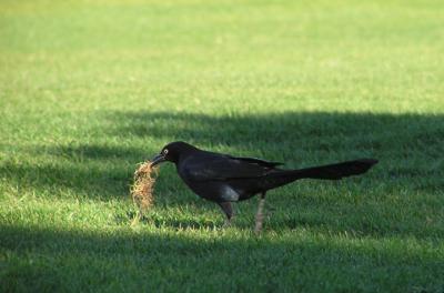 great_tailed_grackle