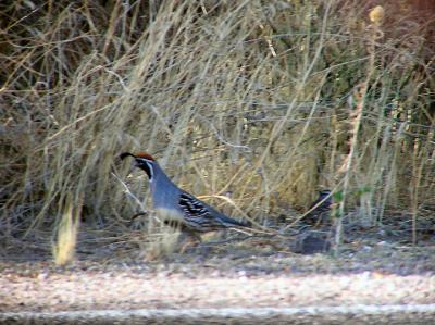 gambels_quail