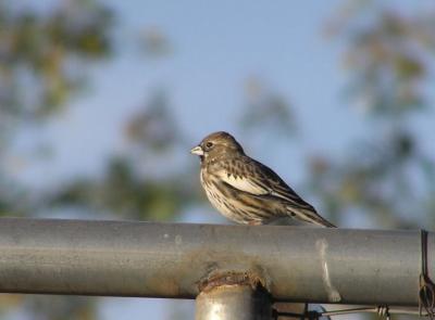 12-28-05 lifer lark bunting.jpg