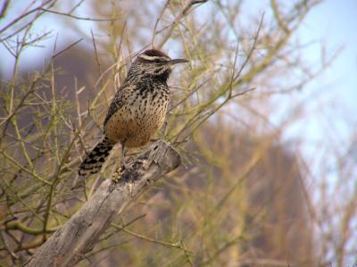 12-29-05 cactus wren1.jpg