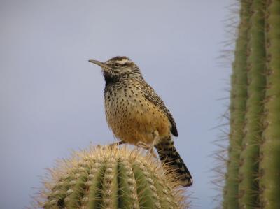 12-29-05 cactus wren2.jpg