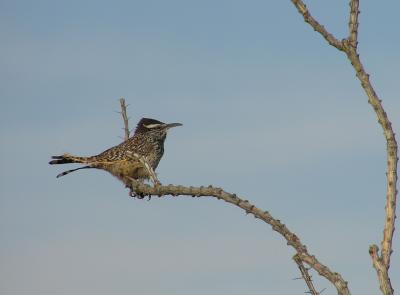 12-29-05 cactus wren3.jpg