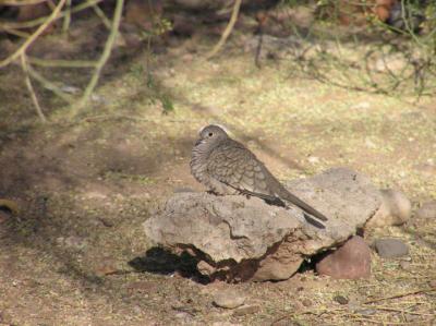 12-29-05 inca dove1.jpg