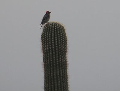 12-29-05 lifer ladderbacked wp.jpg
