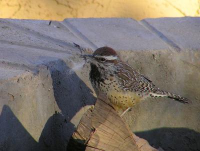 02-20-06 Cactus Wren1.jpg